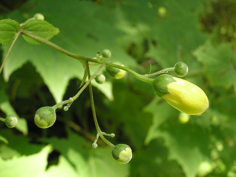 高尾山・野草園 -- キレンゲショウマ