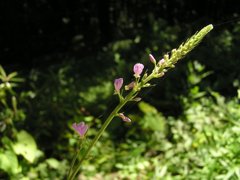 高尾山・野草園 -- フジカンゾウ