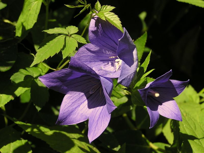 高尾山・野草園 -- キキョウ
