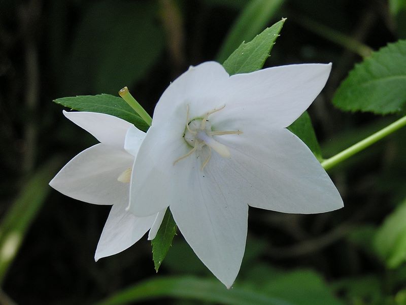 高尾山・野草園 -- キキョウ