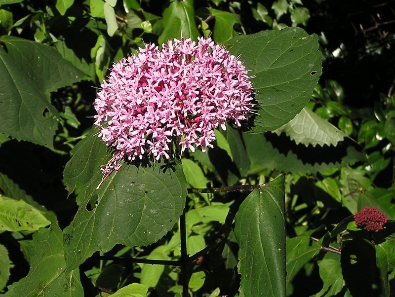 高尾山・野草園 -- ボタンクサギ
