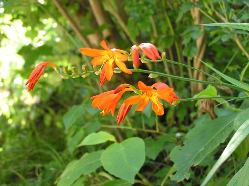 高尾山・野草園 -- ヒメヒオウギズイセン