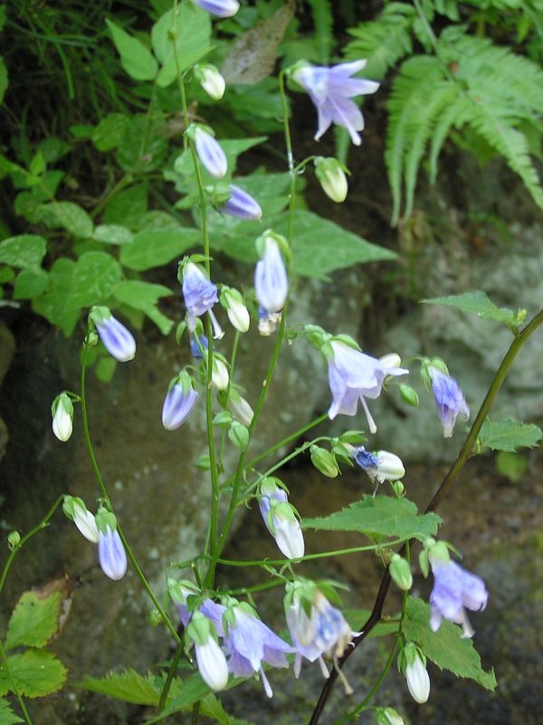 高尾山・野草園 -- ソバナ