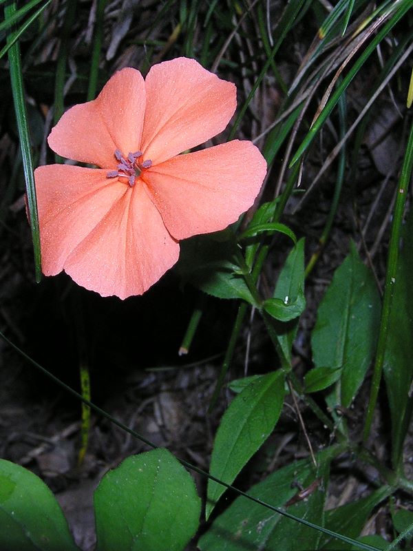 高尾山・野草園 -- フシグロセンノウ