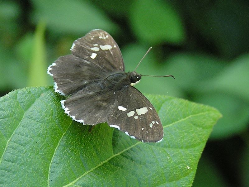 高尾山・野草園 -- ダイミョウセセリ