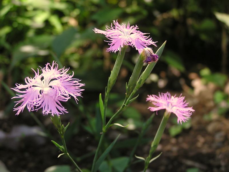 高尾山・野草園 -- カワラナデシコ