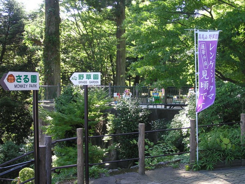 高尾山・野草園 -- 「レンゲショウマ見頃です」の幟旗