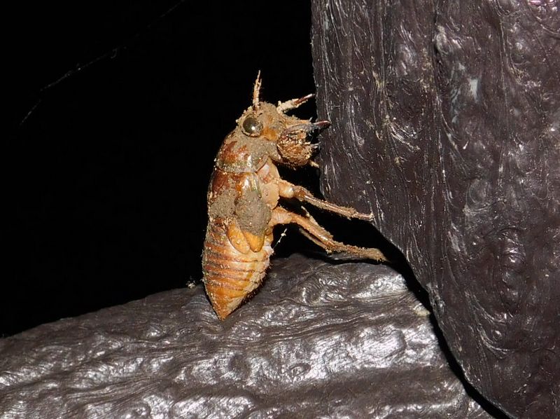 のそのそ、何ゼミかな？