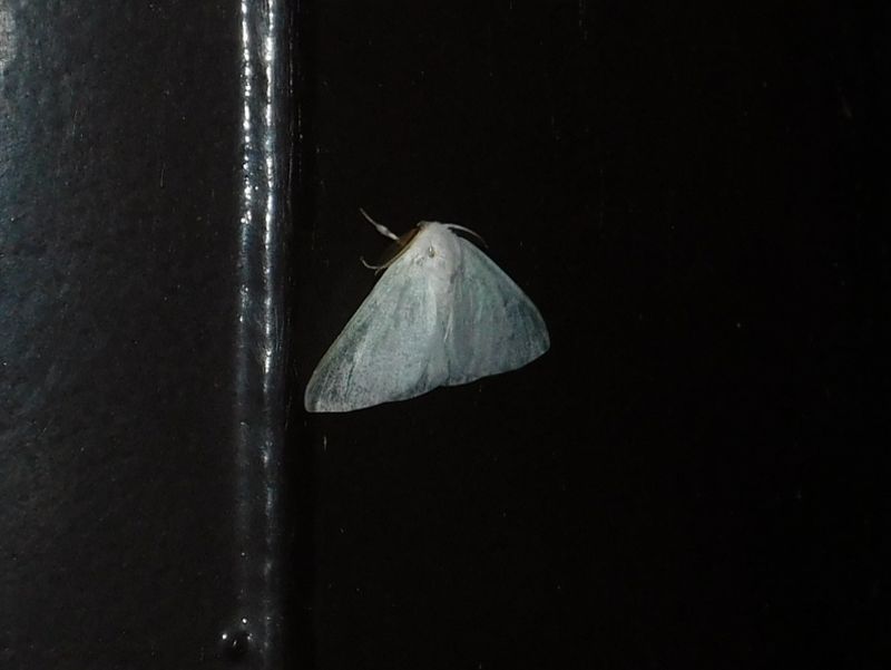 ドクガだと思う