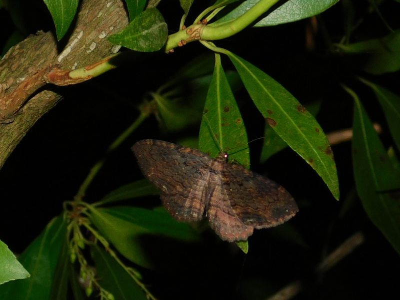 テンヅマナミシャク