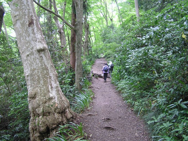 梅雨時らしい、しっとりした登山道