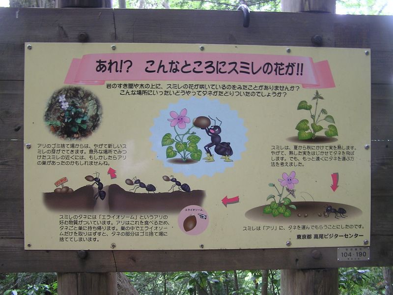 高尾山の教材パネル