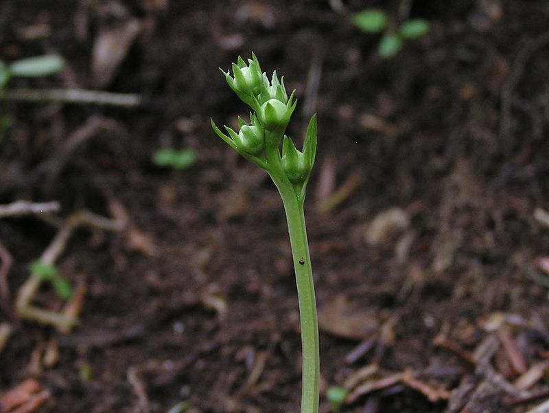 イチヤクソウの花蕾