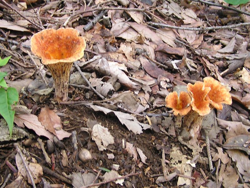 臼の形に似たウスタケ