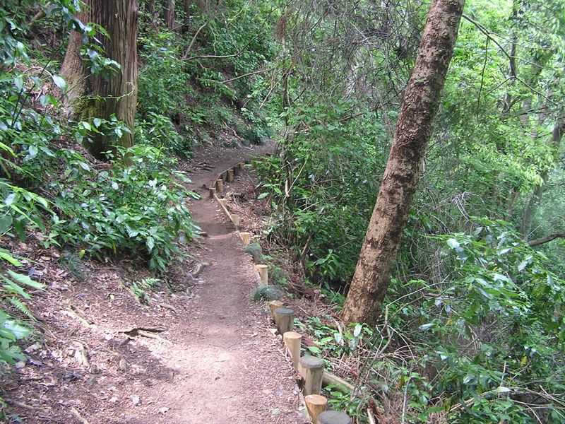 ３号路のこのあたりにツガがあるらしい