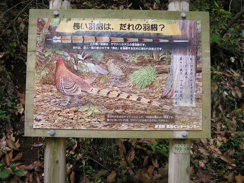 ヤマドリに出遭えたらラッキー