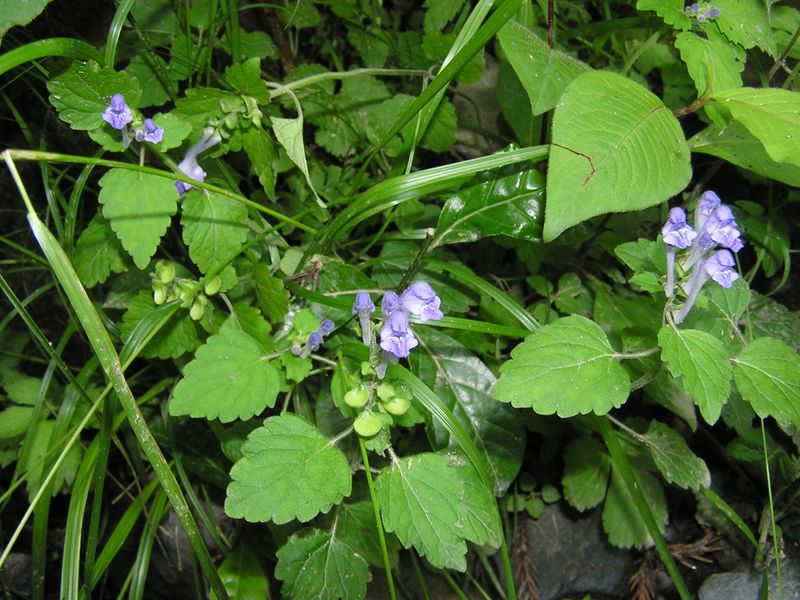 オカタツナミソウかな