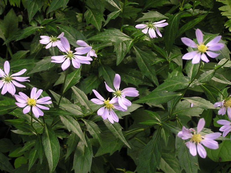 ミヤコワスレに似た花