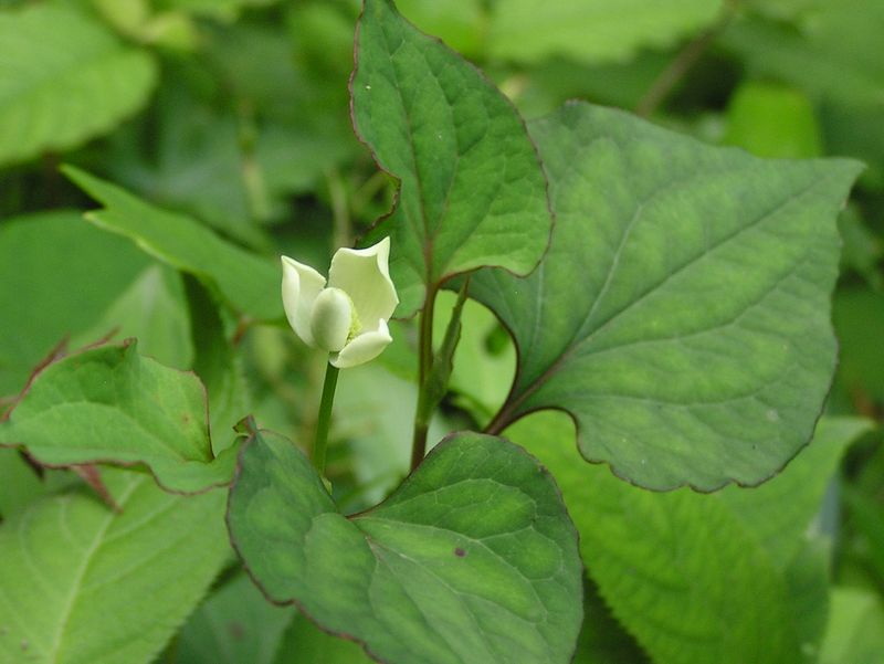 ドクダミの咲き始め