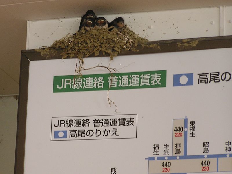 ツバメの家族（高尾山口駅切符売り場）
