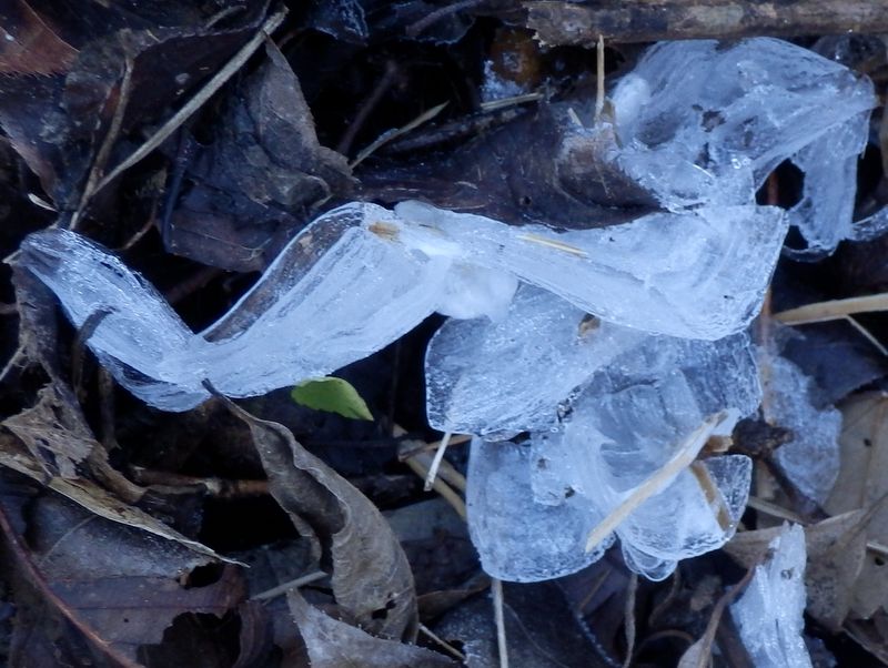 一丁平付近で見たシモバシラ