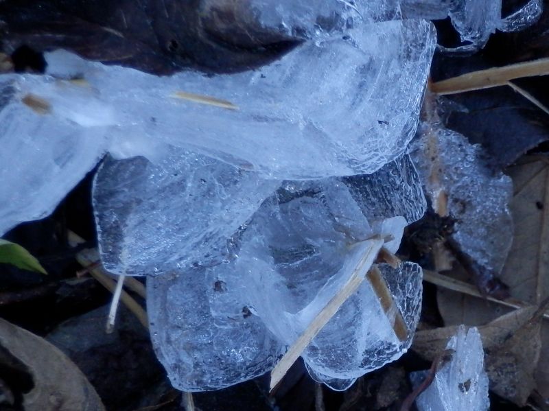 シモバシラにレンズを近づけて