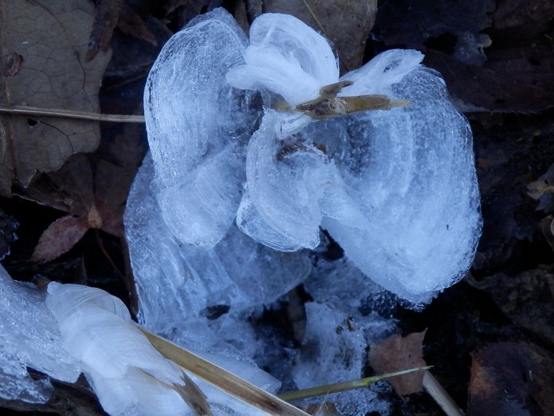 シモバシラは少ししか見られなかった