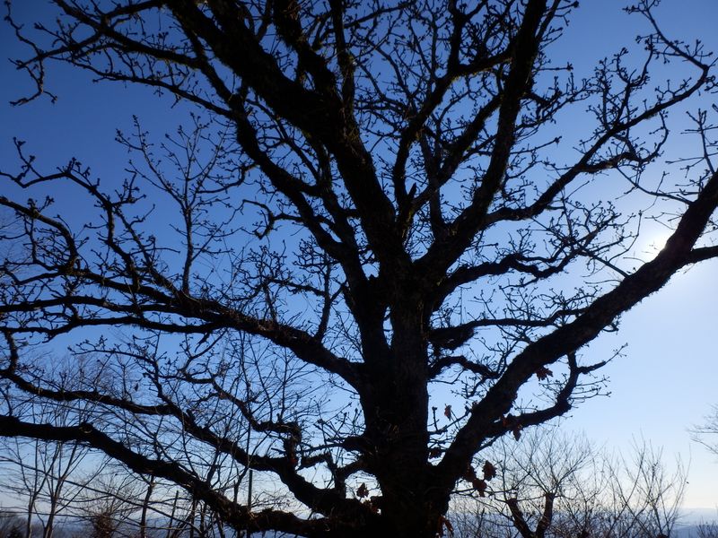 高尾山頂の大きなカシワの木