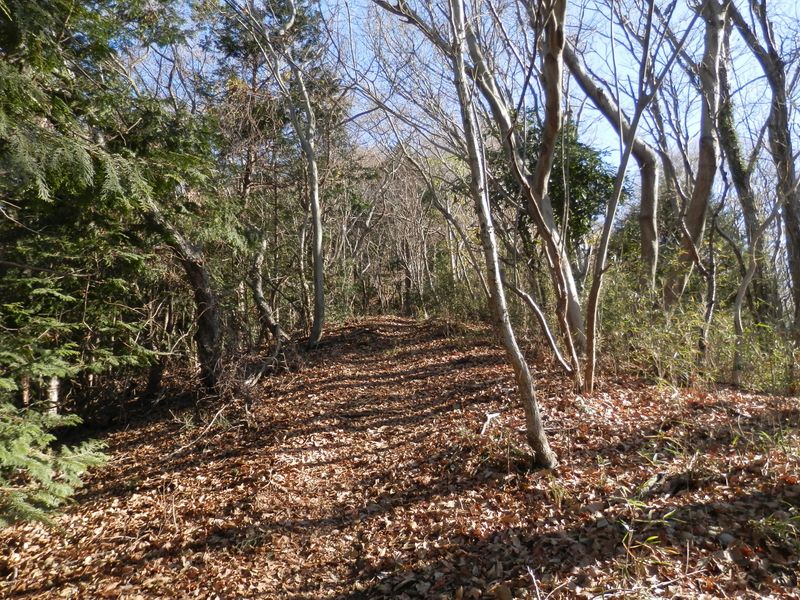 明るい山道を足取り軽く登って行く