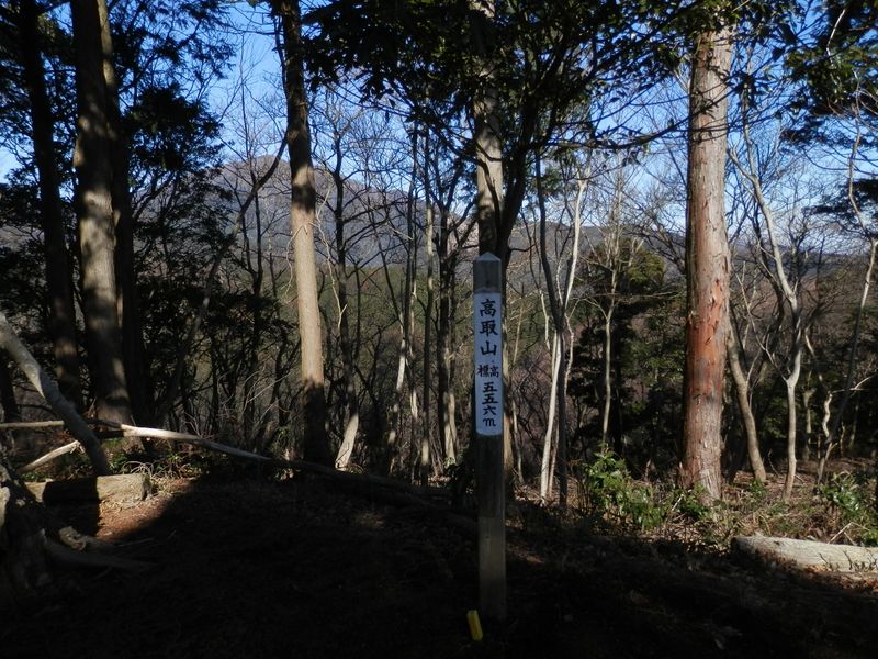 枝越しに大山を望む