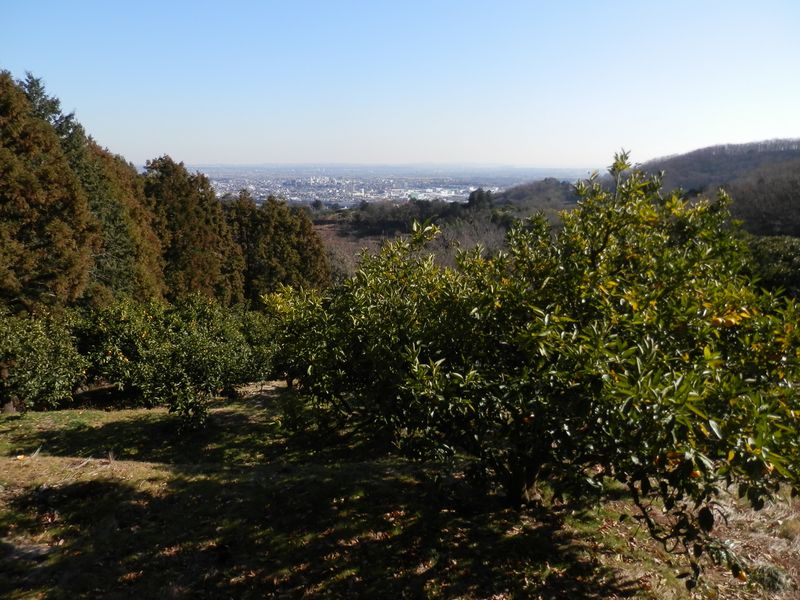 みかん畑のみかんは、鳥につつかれていた