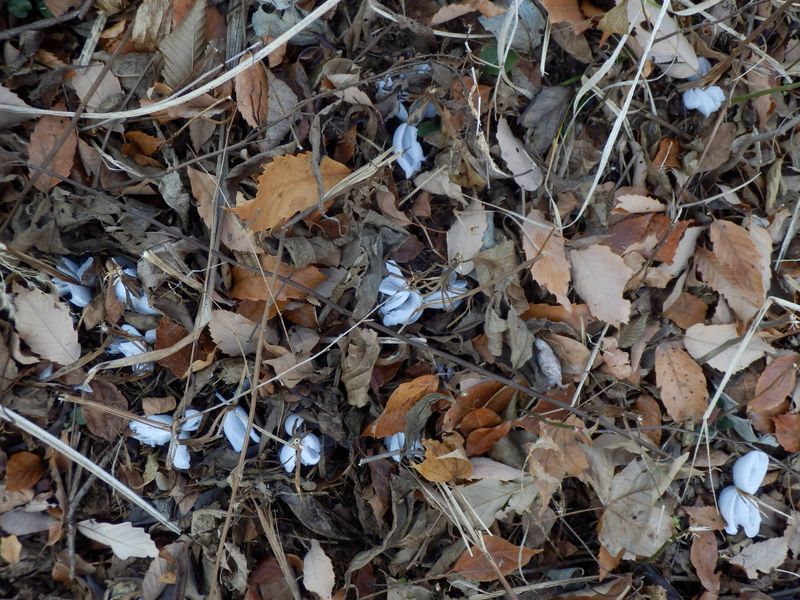 あ、シモバシラだ！