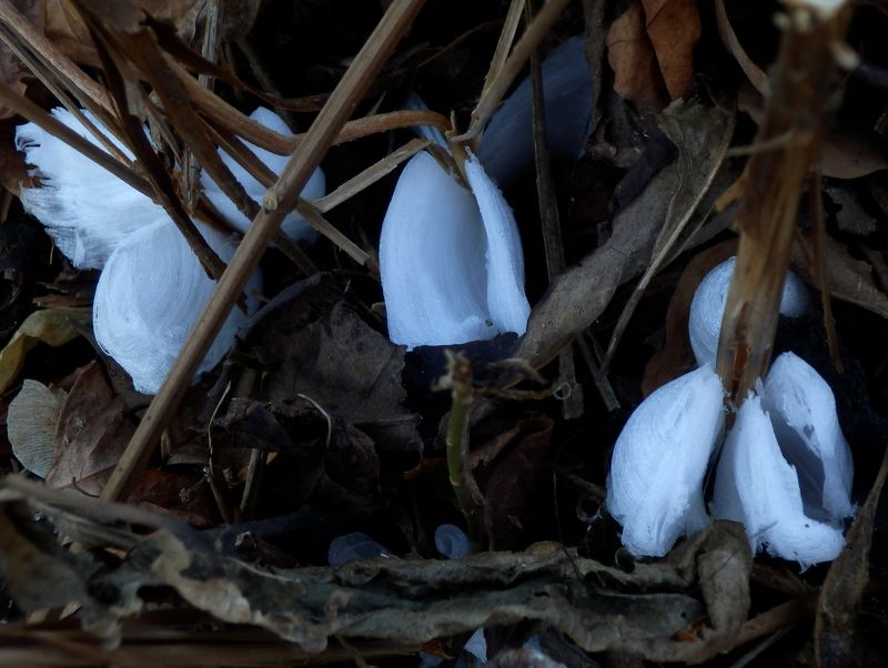 シモバシラきれい！