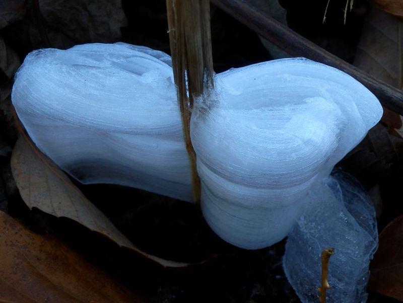 このシモバシラに特別賞