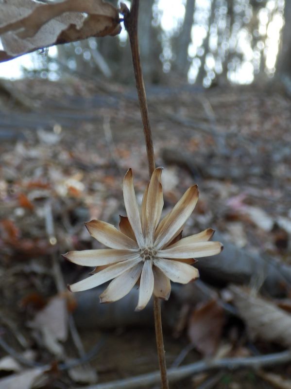 コウヤボウキの今