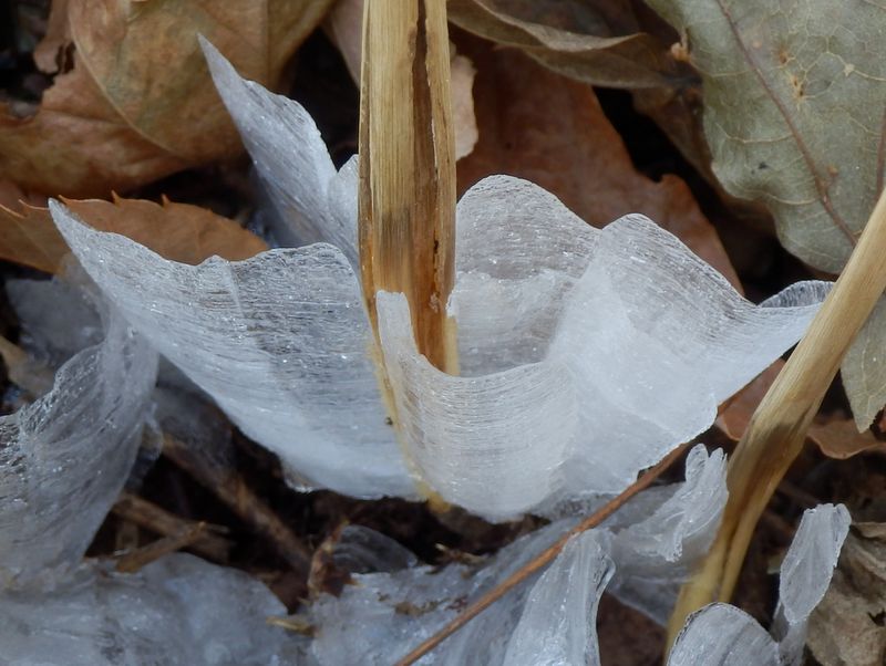 高取山のシモバシラ