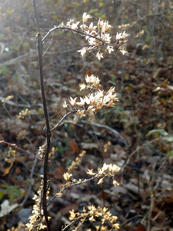 シモバシラの冬枯れた地上部