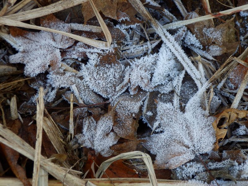こちらは霜