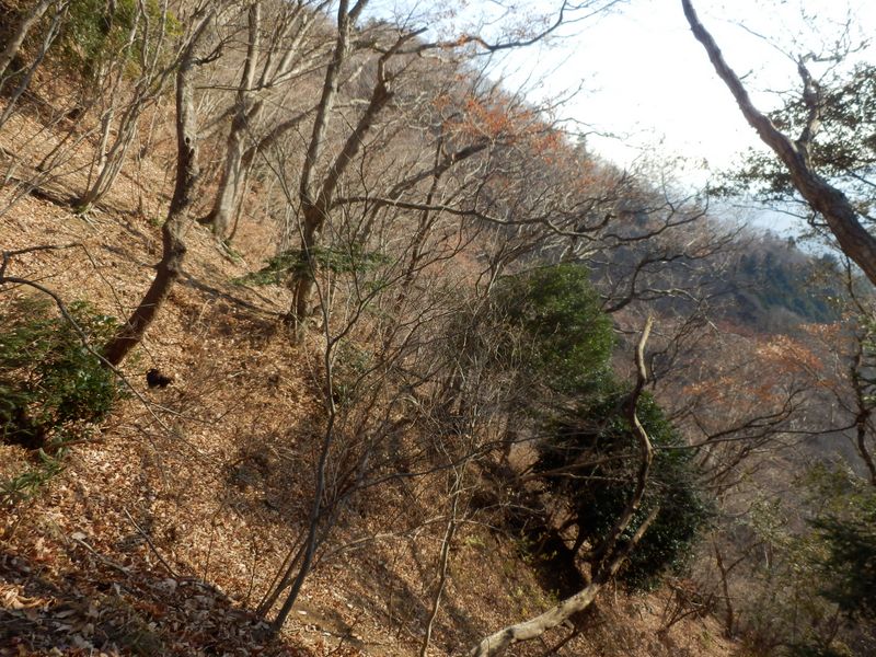 紅葉も黄葉も、すっかり終わった