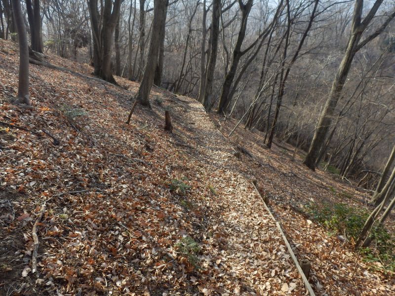 落ち葉サクサク