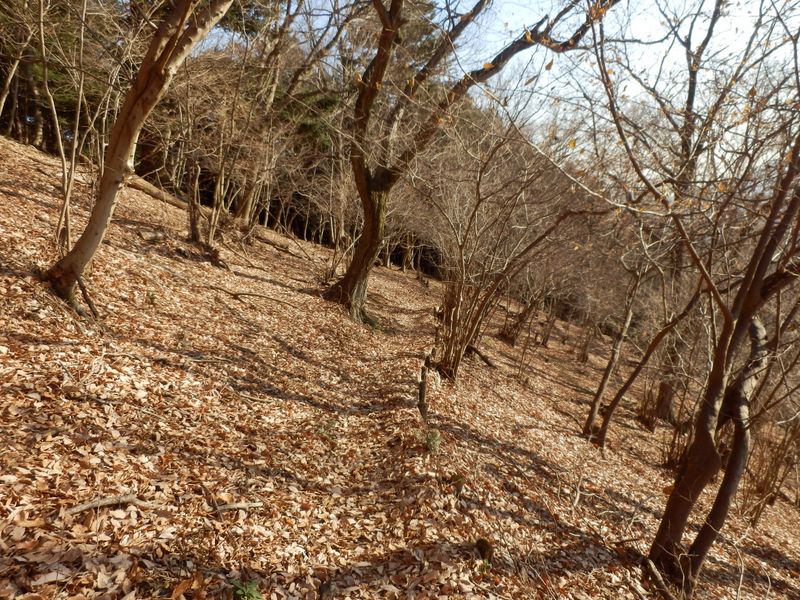 アブラチャンがいっぱい