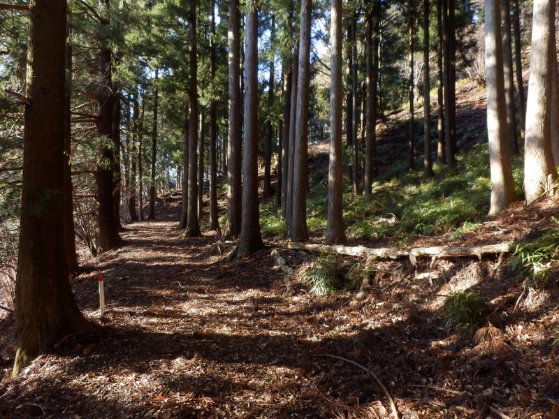 杉林の斜面にシダの群生