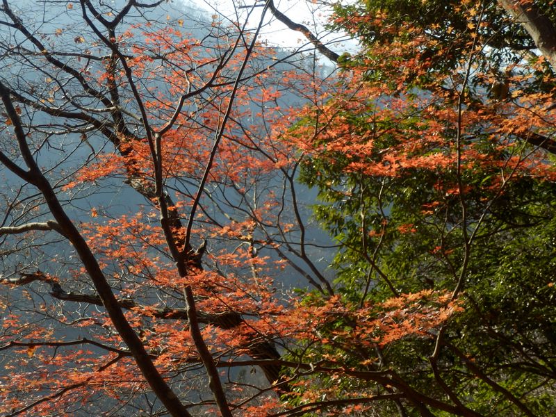 紅葉の名残り