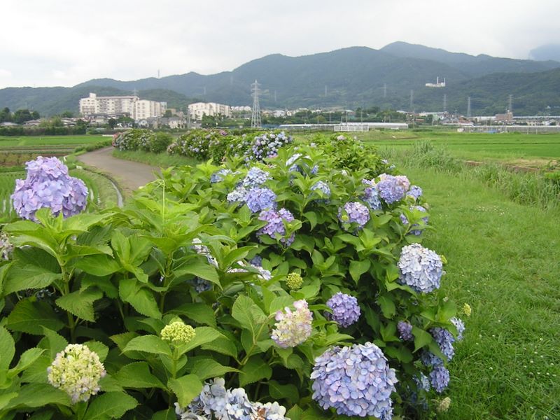 あじさい散歩道より、右上方に高取山を望む