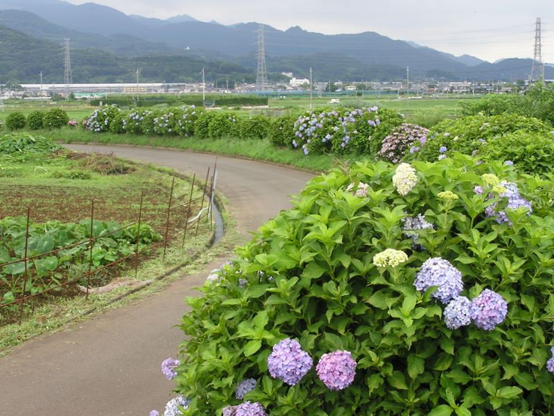 あじさい散歩道に、田舎の香水が豊かに漂う
