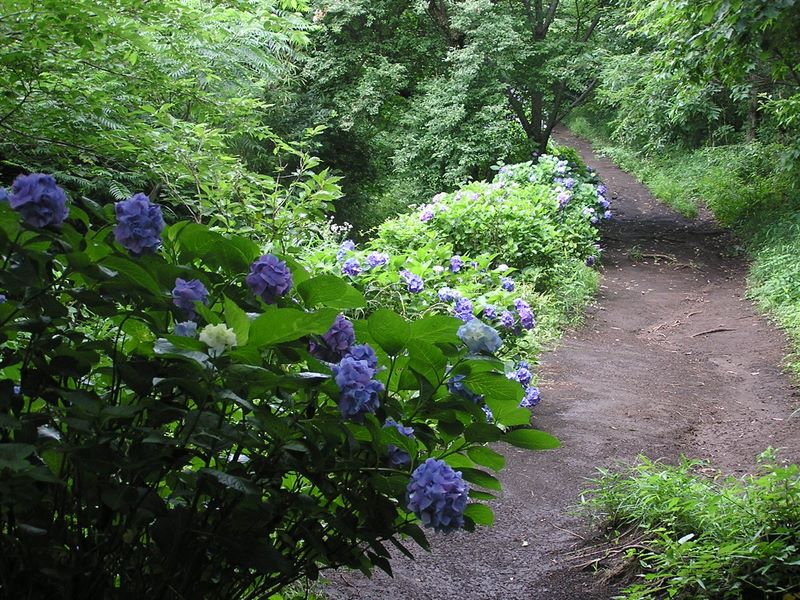 美しいアジサイの遊歩道