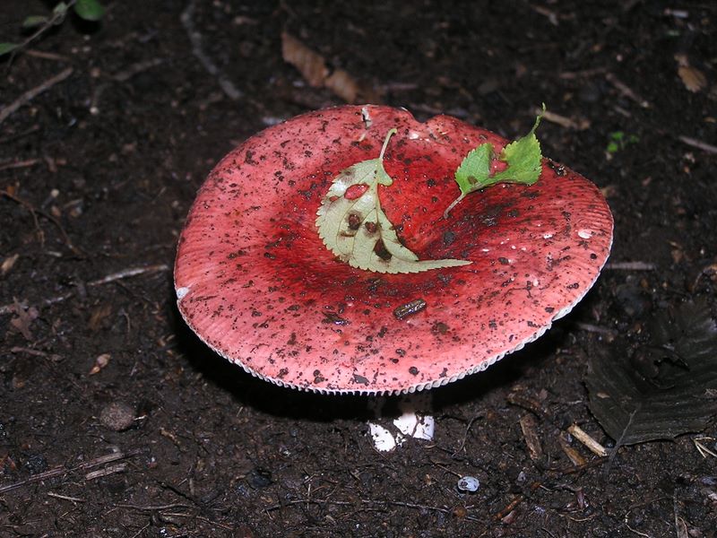 おとぎ話のようなキノコ（１）