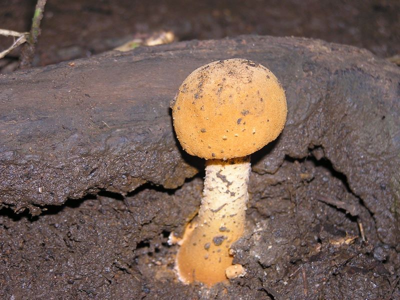 おとぎ話のようなキノコ（2）