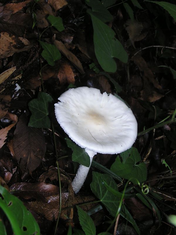 暗い道の白いキノコ