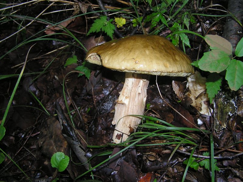 甘食のようなキノコ